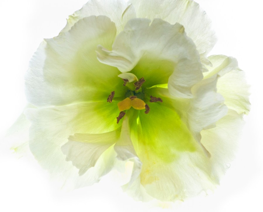 Lisianthus Blossom